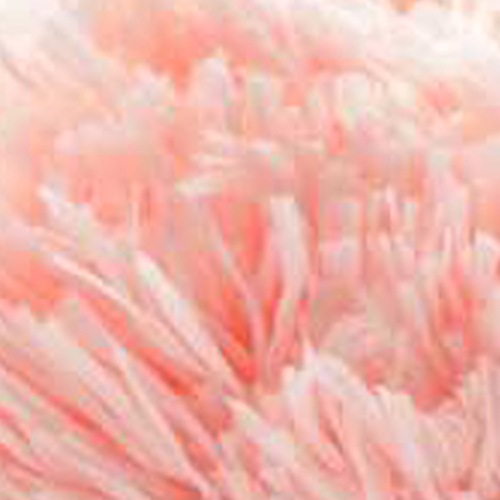 SAMUR,FEATHER SOFT 1113 SOMON